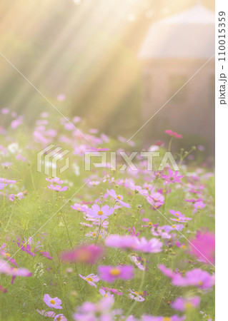 光が降りそそぐ夕景のコスモス（特殊撮影による柔らかいトーン） 110015359