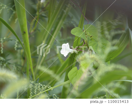 野原に咲くマメアサガオの白い花 野原に咲くマメアサガオの白い花 110015413