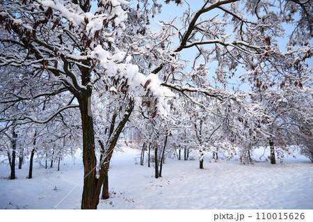 Winter landscape with trees covered with snow in the park Winter landscape with trees covered with snow in the park 110015626