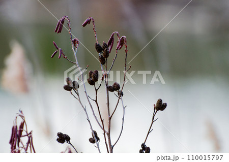 カバノキ科オオバヤシャブシの花穂と黒褐色の果穂 カバノキ科オオバヤシャブシの花穂と黒褐色の果穂 110015797
