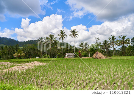 Panorama of the amazing landscape of Asian rice...の写真素材 [110015821] - PIXTA