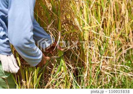 Emotional portrait of an Asian farmer wearing a straw hat and holding a sickle knife and cutting rice stalks in the field on a hot day. Emotional portrait of an Asian farmer wearing a straw hat and holding a sickle knife and cutting rice stalks in the field on a hot day. 110015838