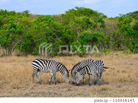 Several  African zebra grazing in a natural environment 110016145