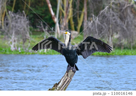 Cormorant bird dries its wings by spreading them wide in the middle of Lake Naivasha in Kenya 110016146