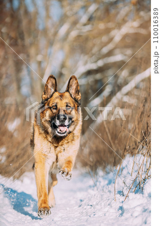 Purebred Adult Alsatian Wolf Dog Fast Running At Snow Winter Sunny Forest. Pet Friendship Concept. Playful Shepherd Dog Outdoors Winter Season Purebred Adult Alsatian Wolf Dog Fast Running At Snow Winter Sunny Forest. Pet Friendship Concept. Playful Shepherd Dog Outdoors Winter Season 110016389
