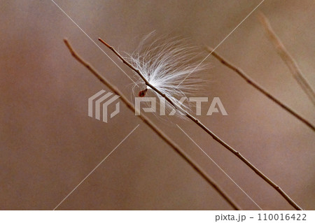 ガガイモの種子散布 110016422