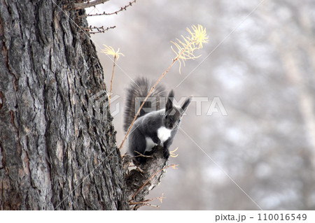 エゾリス 110016549