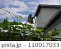 アゲハ蝶 110017033