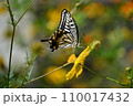 アゲハ蝶 110017432