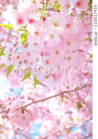 大寒桜（オオカンザクラ） 110017435