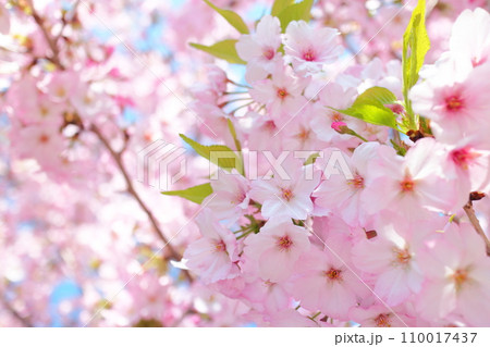 大寒桜(オオカンザクラ) 大寒桜(オオカンザクラ) 110017437