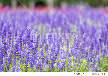 北海道富良野のラベンダー畑 110017641