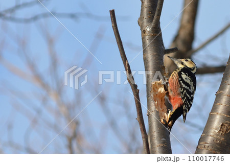 2023 12 24 オオアカゲラ 宮丘公園 札幌市 2023 12 24 オオアカゲラ 宮丘公園 札幌市 110017746