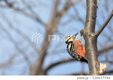 2023 12 24 オオアカゲラ 宮丘公園 札幌市 2023 12 24 オオアカゲラ 宮丘公園 札幌市 110017748