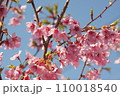 青空を背景にした河津桜の花 110018540