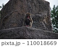 ニホンザル 110018669