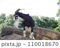見つめるヤギ 110018670