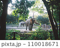 ゾウ 110018671