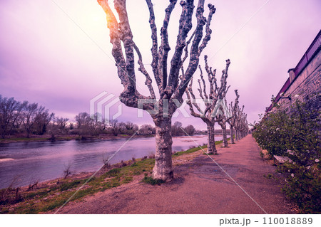 Sycamore tree alley and walk along the Loire river in spring. Loire River Embankment at sunset, Digoin, France 110018889