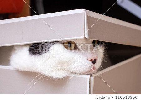 White fat cat sitting in a box White fat cat sitting in a box 110018906