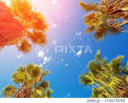 The tops of four palm trees against the blue sky. Tropical nature background. Palm tree bottom view 110019209