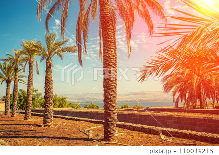 Palm trees against blue sky on a sunny day. Alley of palm trees on the embankment of Sea of Galilee, Northern Israel 110019215