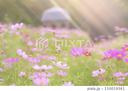 光が降りそそぐ夕景のコスモス（特殊撮影による柔らかいトーン） 110019361