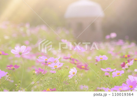 光が降りそそぐ夕景のコスモス（特殊撮影による柔らかいトーン） 110019364