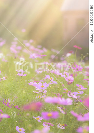 光が降りそそぐ夕景のコスモス（特殊撮影による柔らかいトーン） 110019366
