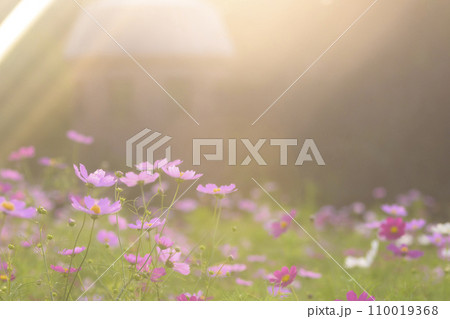 光が降りそそぐ夕景のコスモス（特殊撮影による柔らかいトーン） 110019368