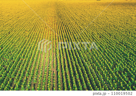 Summer landscape with sunflowers. Beautiful sunflower field. View from above. Natural agricultural background Summer landscape with sunflowers. Beautiful sunflower field. View from above. Natural agricultural background 110019502