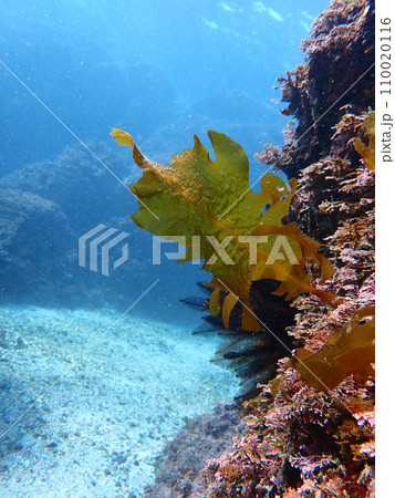 天然ワカメ 天然ワカメ 110020116