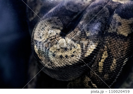 The big gray snake lies on a tree branch 110020459