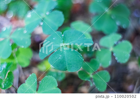 Green leaves of clover in the forest closeup Green leaves of clover in the forest closeup 110020502
