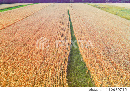 Top view on a wheat field. Rural landscape 110020716
