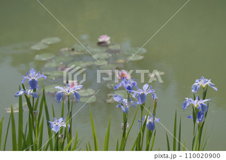 花菖蒲　 110020900