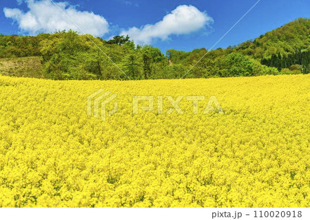 春の三ノ倉高原(スキー場)花畑 菜の花 福島県喜多方市 春の三ノ倉高原(スキー場)花畑 菜の花 福島県喜多方市 110020918
