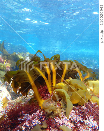 ワカメ　波に耐える 110020943