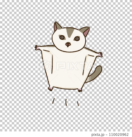 flying sugar glider flying sugar glider 110020962