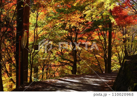 夕森公園の紅葉（岐阜県中津川市） 110020968