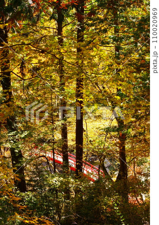 秋の夕森公園(岐阜県中津川市) 秋の夕森公園(岐阜県中津川市) 110020969