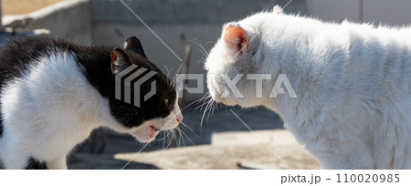 にらみ合う二匹の猫 110020985