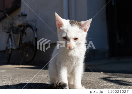 路地で座る子猫 110021027