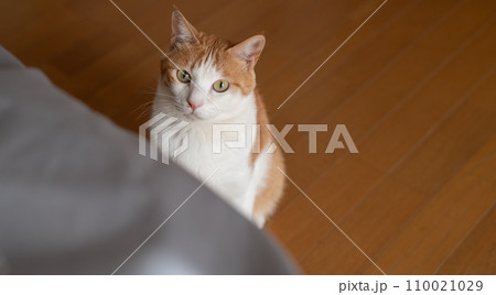 見つめる猫 茶トラ白 見つめる猫 茶トラ白 110021029