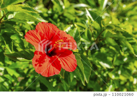 道端に咲く赤いハイビスカス　沖縄県名護市 110021060