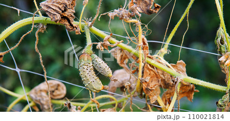 Dried bush of cucumbers with unripe fruits Dried bush of cucumbers with unripe fruits 110021814