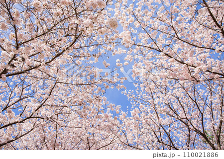 青空に映える満開の桜 青空に映える満開の桜 110021886