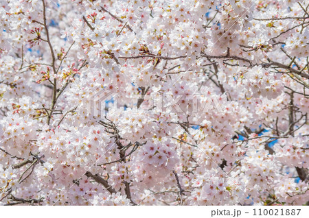 《満開の桜》春の風景・春爛漫 110021887