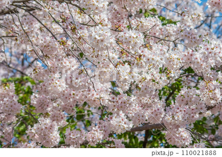 《満開の桜》春の風景・春爛漫 110021888