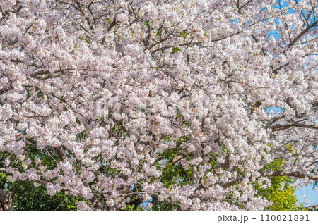 《満開の桜》春の風景・春爛漫 110021891